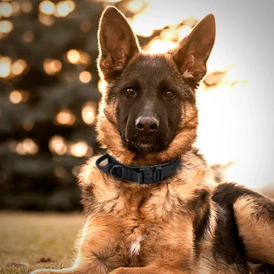 Gros plan d’un berger allemand avec le collier chien DogOpscollar™ kaki