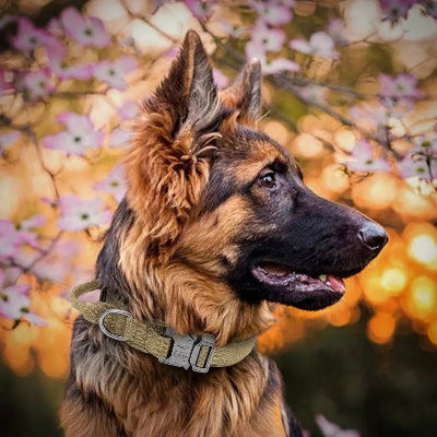 Gros plan d’un berger allemand avec le collier DogOps™ kaki