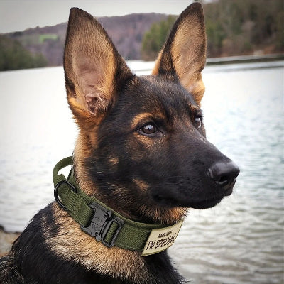 Berger allemand au bord d’un lac portant le collier DogOpscollar™ kaki avec l’étiquette "I’m Special