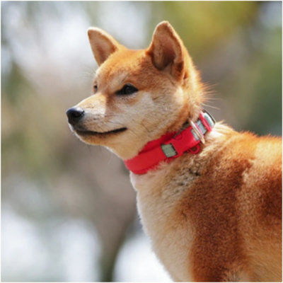 Chien portant le collier chien WoufTagâą rouge â confort et style