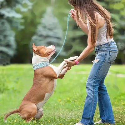 Collier-chien-ProtectiCone-bleu-ciel