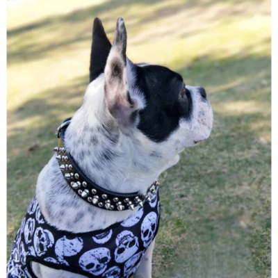 Collier-chien-ProtectiCone-foudtoutous-élégant