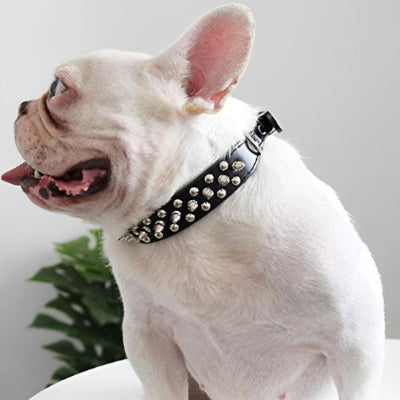 Collier-chien-ProtectiCône-noir-foudtoutous