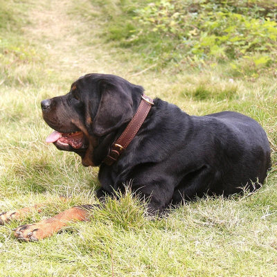 Collier-chien-en-cuir--véritable-CuirMajesty-brun