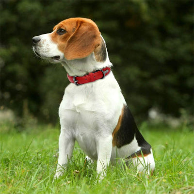 Collier-pour-chien-en-Cuir-rembourré-DogmaCuir-rouge