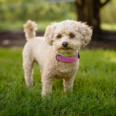 Collier-pour-chien-en-Cuir-rembourré-DogmaCuir-violet