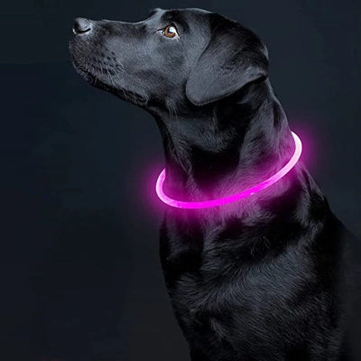 Collier_pour_Chien_LUMICOLLIER-rose-foudtoutous