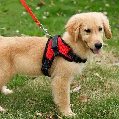 Chiot beige portant un harnais rouge ProMarche™ en promenade