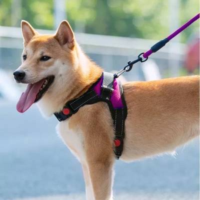 Chiot beige portant un harnais violet ProMarche™ en promenade