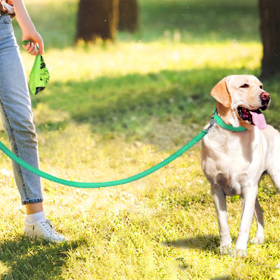 Laisse pour chien LumaStap™ bleu