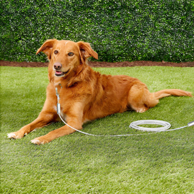 Laisse-pour-chien-SteelPawLead-neuf-mètres