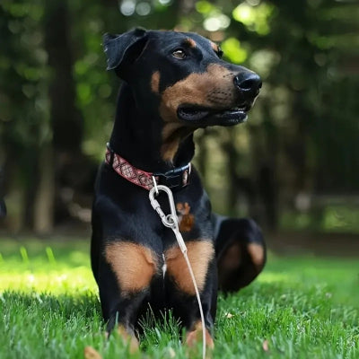 Laisse-pour-chien-SteelPawLead-quinze-mètres