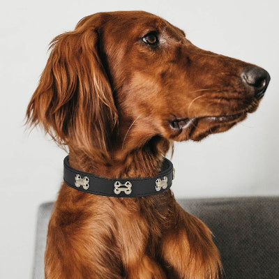  Chien élégant portant le collier Rivet’Os™ noir – design sobre et sécurisant