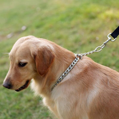 Chien Labrador avec collier pour chien EduCoulisse™ en acier inoxydable – éducation canine en promenade