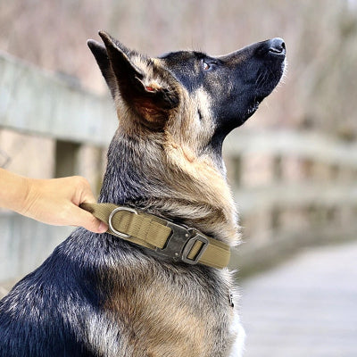 collier-chien-khaki-foudtoutou