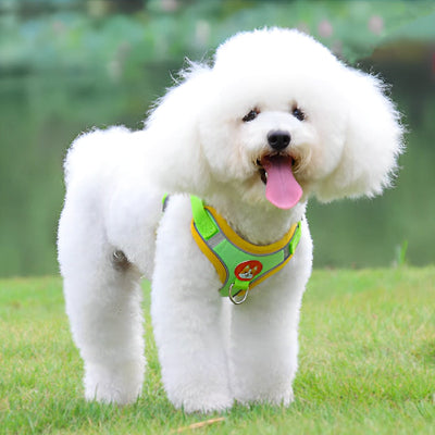 Petit chien blanc assis avec harnais anti-traction vert VisioDog