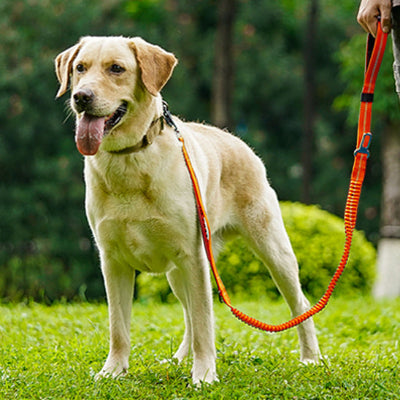 Laisse chien TactiStretch™ orange robuste