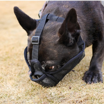 Chien assis qui porte une muselière pour chien noir ShortSnout™