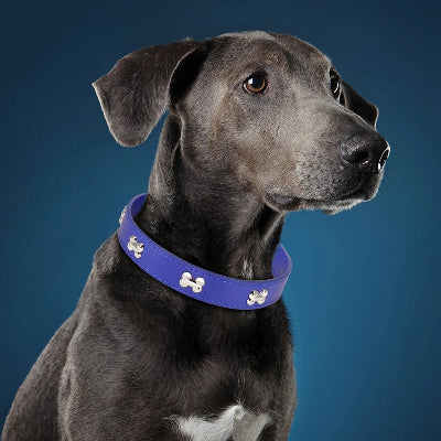  Chien au pelage noir portant le collier Rivet’Os™ violet – contraste chic et sécurité